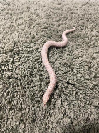 Image 4 of Hognose , gecko for sale( reptiles )