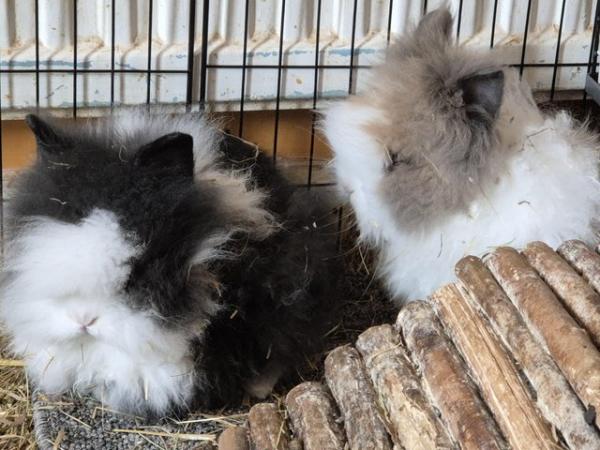 Image 1 of Baby Lion Head Rabbits Ready Now
