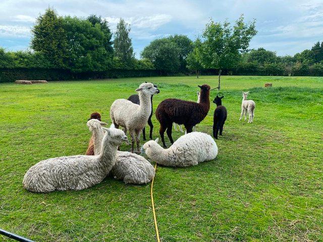 Preview of the first image of Herd of 7 lovely female Alpacas- may split.