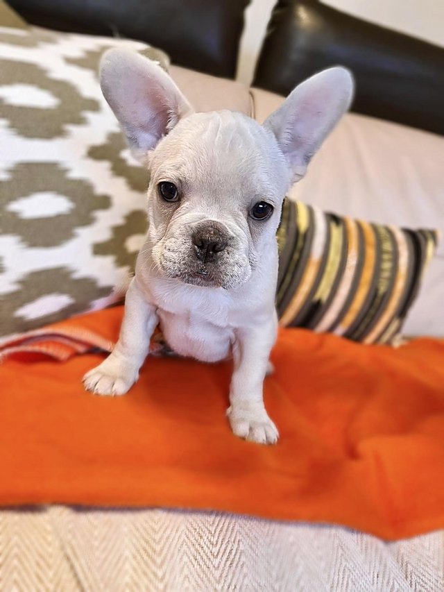 Preview of the first image of White/Cream French Bulldog Puppies.