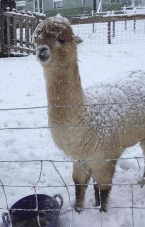 Image 3 of 4yr old castrated male alpaca