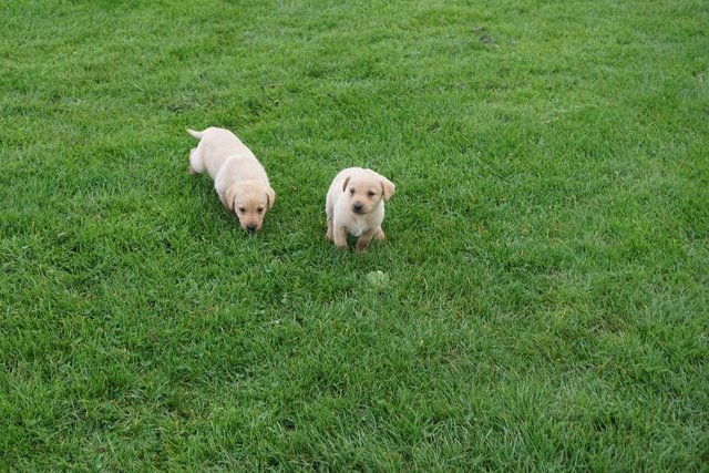 Image 6 of KC Registered Labrador puppies