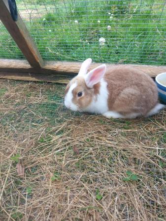 Image 3 of 3 month old mini lion lop girl