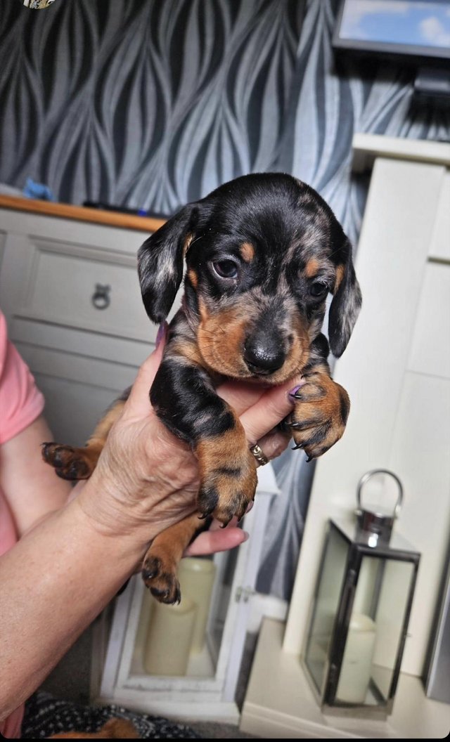 Preview of the first image of Miniature dachshund ready to leave 22/06/24.