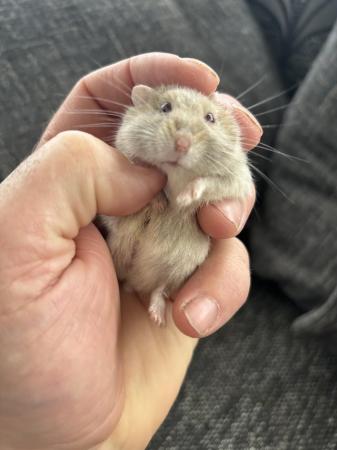 Image 1 of Young Russian hamster’s available