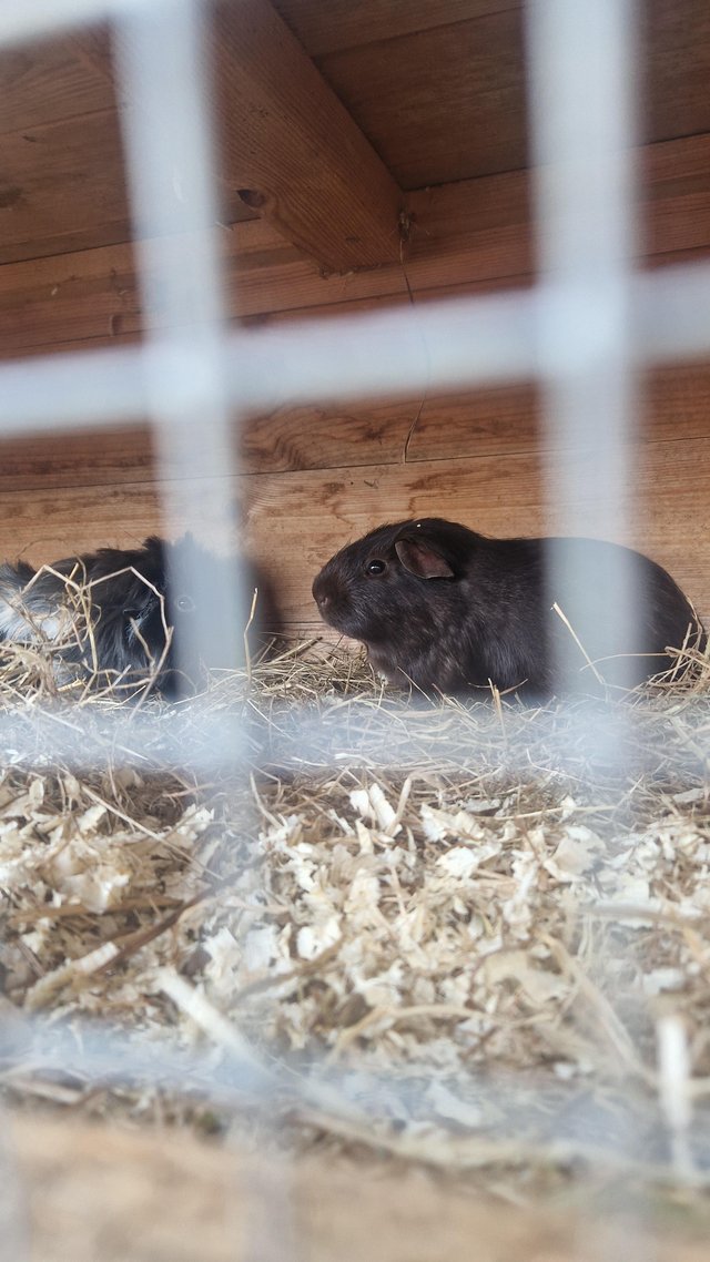 Preview of the first image of Recently bonded pair of boars.