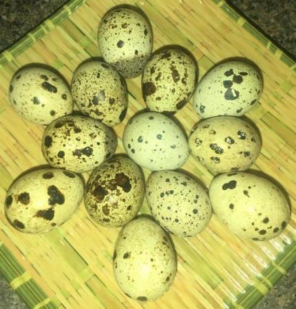 Image 3 of MIXED OF TEXAS A&M AND JUMBO JAPANESE QUAIL HATCHING EGGS