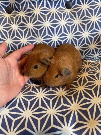 Image 4 of Californian Guinea pig baby boars