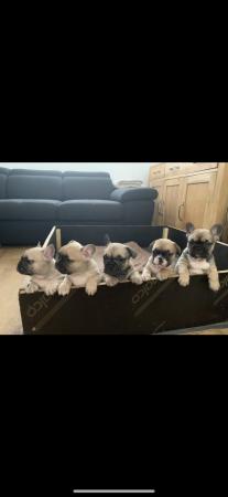 Image 8 of French Bulldogs puppies