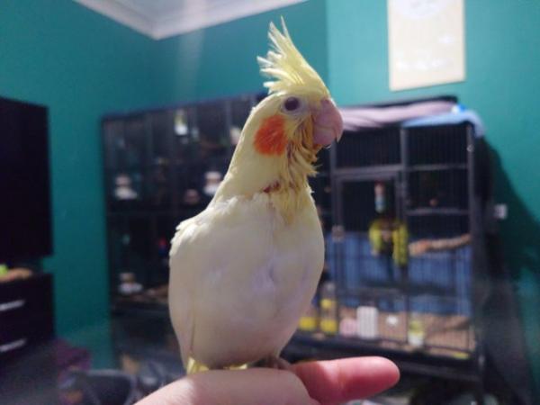 Image 17 of Hand reared silly tame DNA sexed baby cockatiels