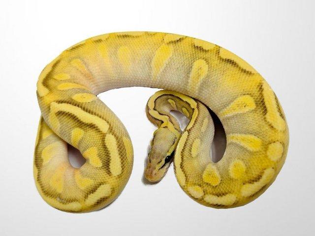 Preview of the first image of Ball Pythons AVAILABLE | Proven Females | Hatchlings.