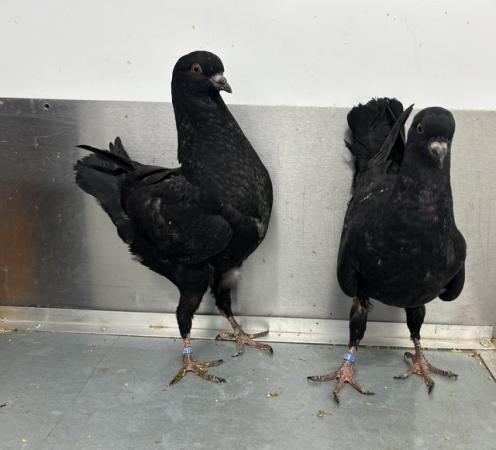 Image 5 of German Modena pigeons available