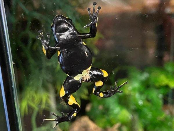 Image 3 of Dart Frogs for sale at Birmingham Reptiles