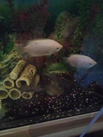 Image 4 of Selection of 4 convict cichlid for sal
