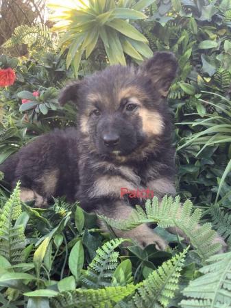 German Shepherd Puppies For Sale Under £1,000