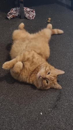 Image 1 of Ginger male cat malcome microchipped and neutered 6years old