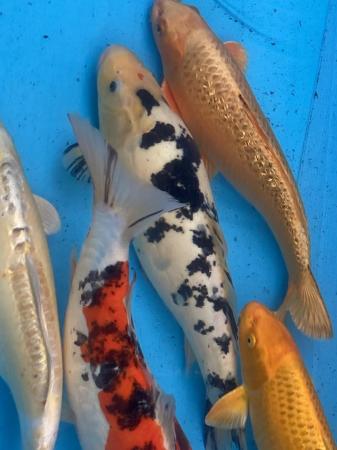 Image 5 of Japanese Koi carp for sale 22 inch