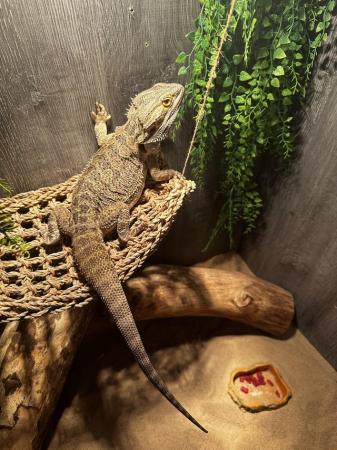 Image 1 of 2 years old breaded dragon with set up