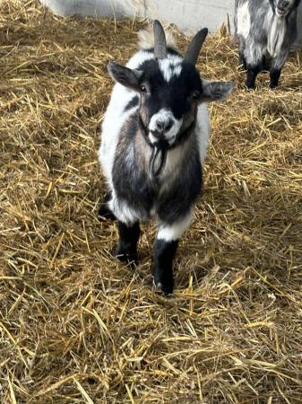Image 1 of Pygmy goat whether called JJ!