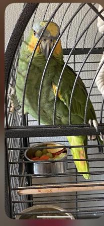 Image 5 of Amazonparrot for sale including cage