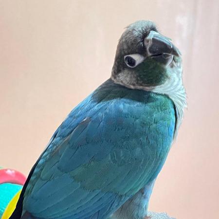 Image 3 of Parrot Turquoise Conure Female bird parakeet for sale dna’d