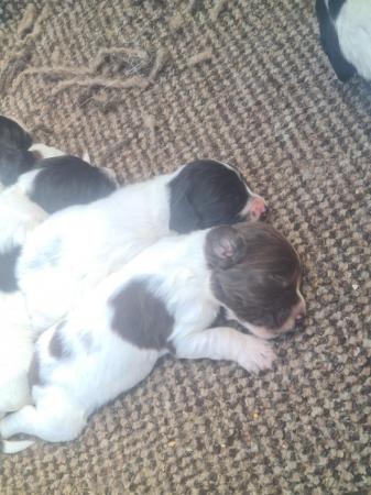 Image 4 of Stunning springer pups for sale