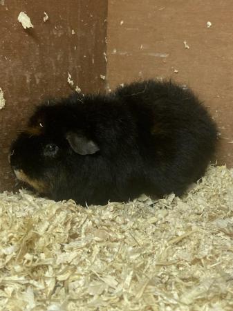 Image 1 of 6 month old male teddy guineapig