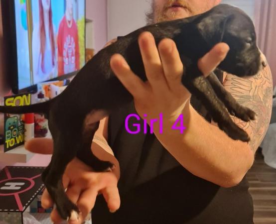 English Bulldog puppies for sale in Wellingborough, Northamptonshire – 1 year old - Image 12 of 15