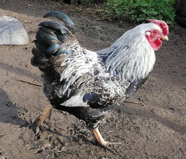 Preview of the first image of Smart silver pencilled wyandotte bantam cockerels.