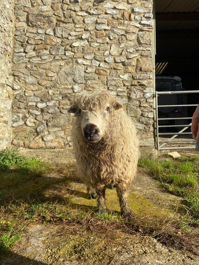 Preview of the first image of Greyface Dartmoor pedigree registered Ram 2021.