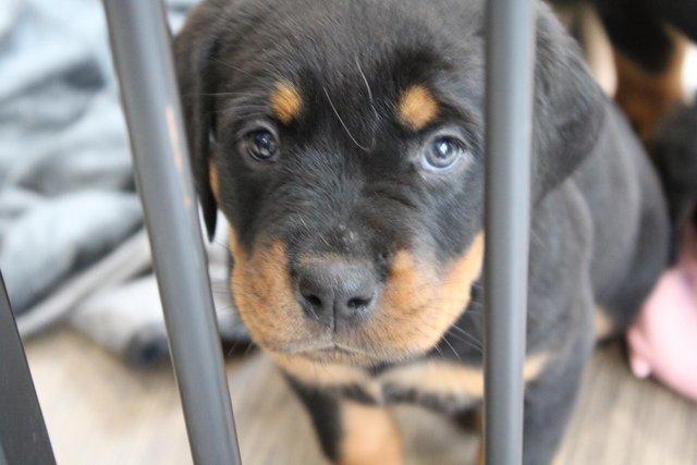 Preview of the first image of Gorgeous Rottweiler Pups not to be missed.