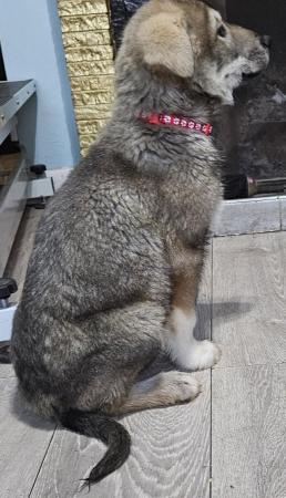 Image 10 of Adorable malamute cross puppies for sale