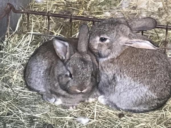 Image 2 of Flemish Giant Rabbits for sale.