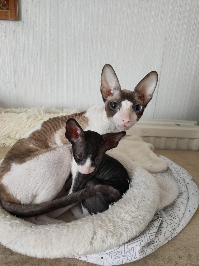 Preview of the first image of Adorable Adorable Pedigree Cornish Rex Kitten.