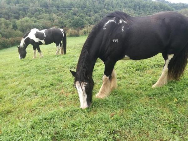 Image 3 of Big Irish cob available for part loan/share