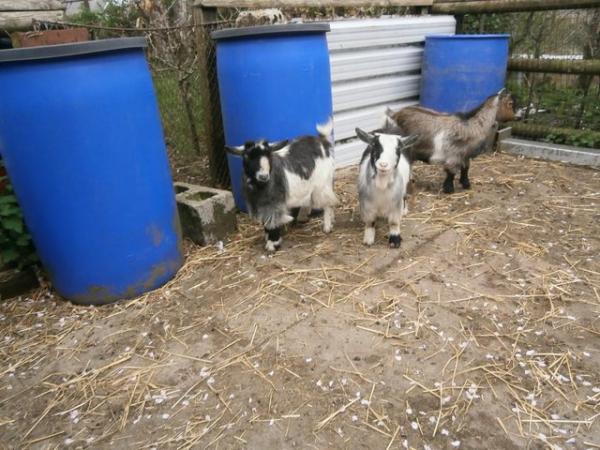 Image 3 of Pygmy Goat Yearling Nannies