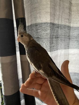 Image 1 of Baby hand reared cockatiels now available