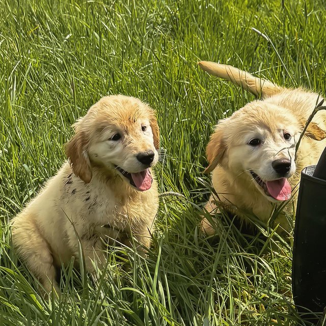Preview of the first image of Kc registered golden retriever puppies Lytham st Anne’s.