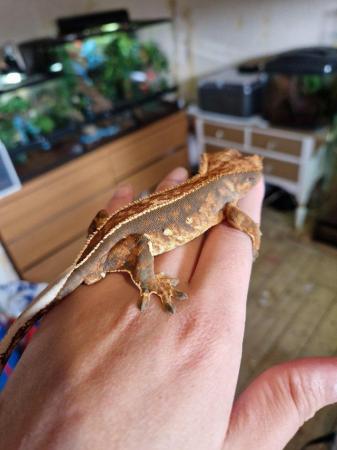 Image 25 of baby crested Geckos for sale..