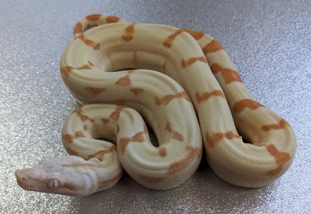 Image 5 of Super Sunglow Boa Constrictor het Moonglow female CB 2023