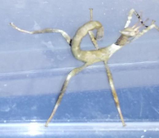 Image 2 of Macleays Spectre Stick Insect.nymph