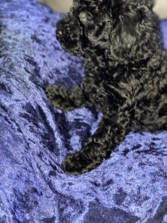 Image 4 of Kc miniature poodles pups