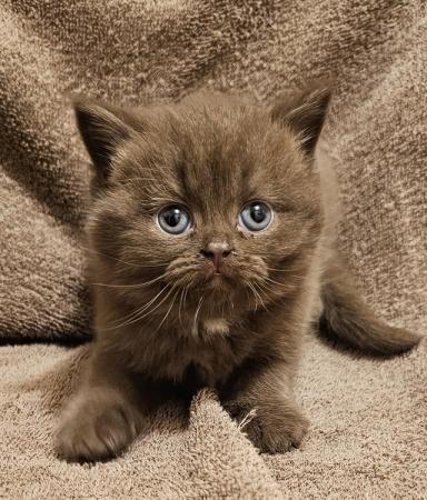 Image 4 of Beautiful full pedigree kittens READY NOW