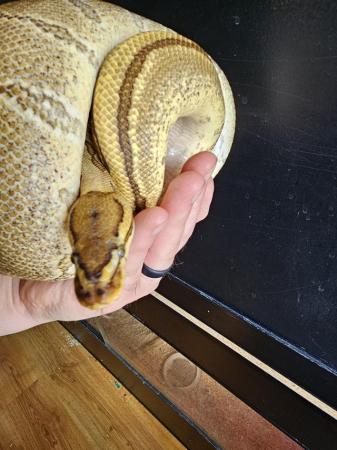 Image 4 of 3 years old royal python (male)