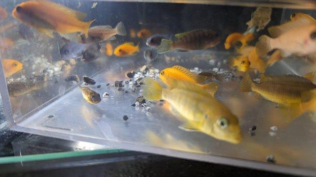 Image 3 of Juvenile Malawi cichlids £2 each or £40 for all that's left