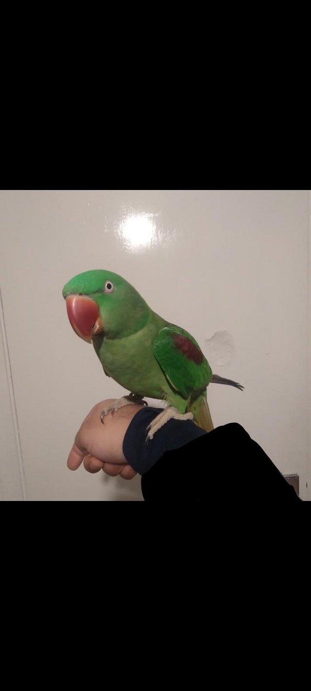 Preview of the first image of Alexanderine (Alexander) Parrot Young Tame Does Not Bite.
