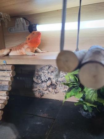 Image 3 of 2 year old Bearded dragon and full set up