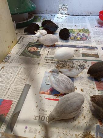 Image 3 of Chinese painted Quail for sale. £6.50 each or 2 for £10