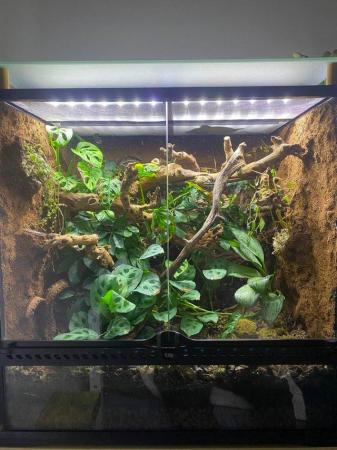 Image 2 of Crested gecko with exo terra