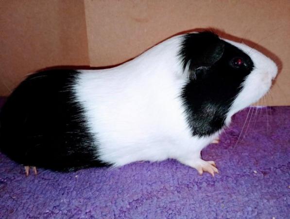 Image 3 of Dutch Guinea Pig boars for sale